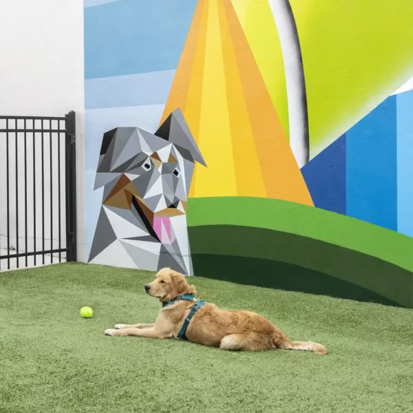 Apartment community off-leash dog park at Griffis Cherry Creek in Denver, Colorado.