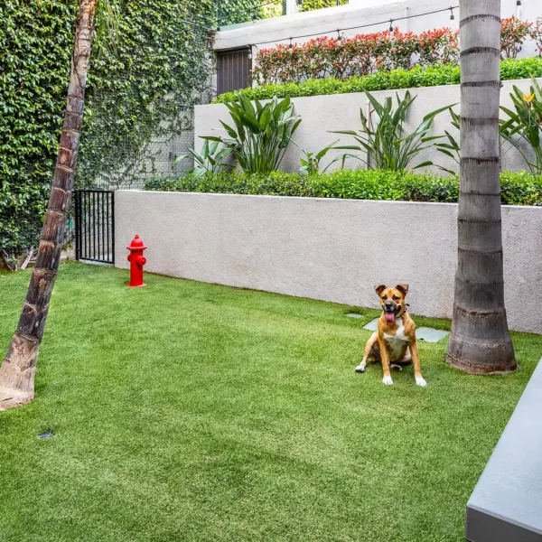 Apartment community off-leash dog park at Griffis Pine Ave in Long Beach, California.