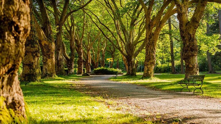 Park with wide gravel walkway, lush grass, tall trees, and bench.