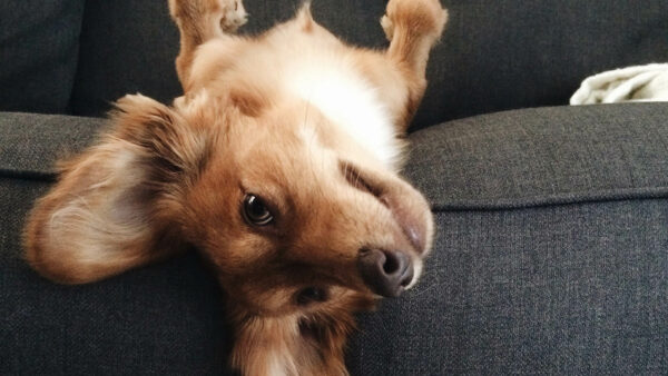Dog in pet-friendly apartments at at Griffis Residential.