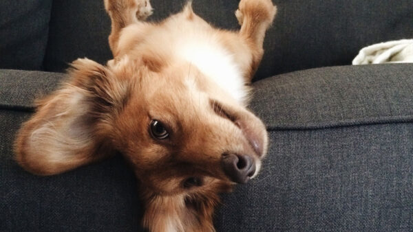 Dog in pet-friendly apartments at at Griffis Residential.