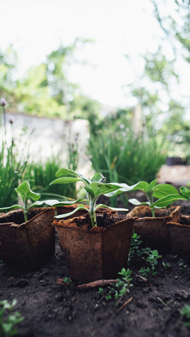 Plants in containers waiting to be planted.