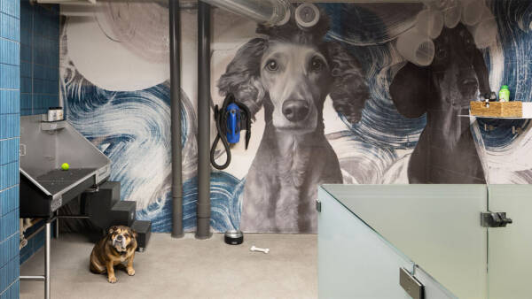 Pet Washing Station
